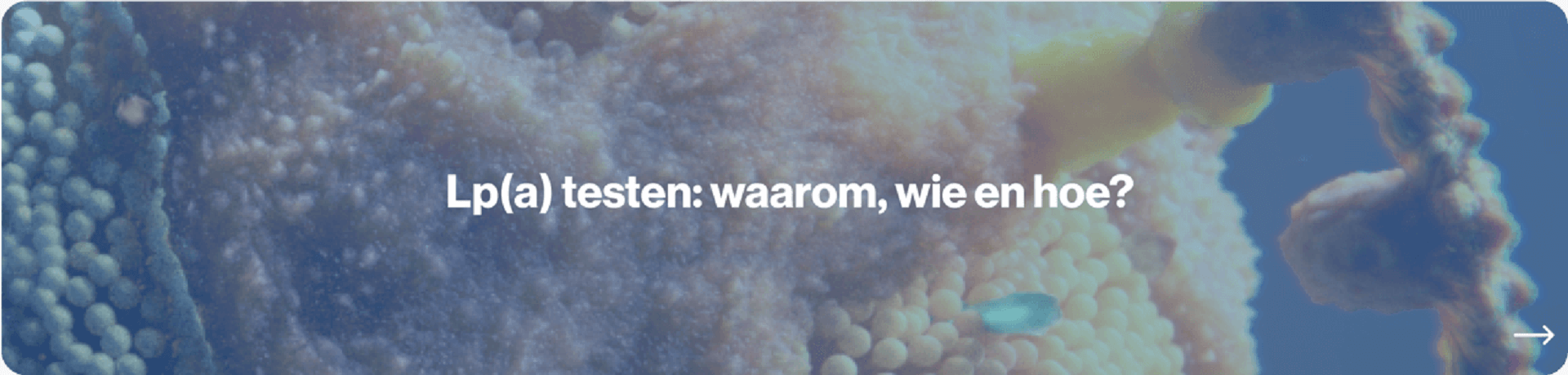 Lp(a) testen